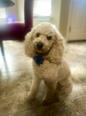 Finn
