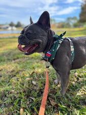Nova