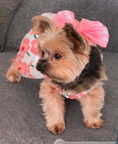 Lilly 