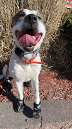 Koda