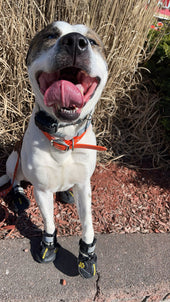 Koda
