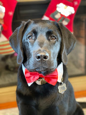 Duke