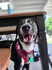 Astro
