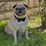 Frankie