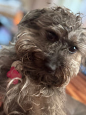 Harper