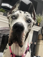 Dottie
