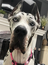 Dottie