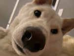 Yuki