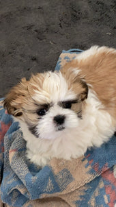 Tater