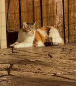 Bijoux 