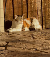 Bijoux 