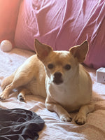 Axel