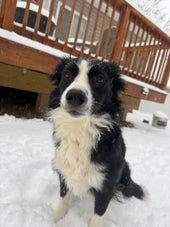 Bella
