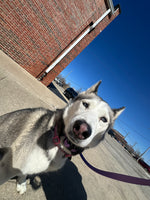 Lyra