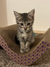 Piper