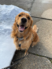Chip