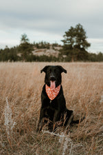 Roxy 