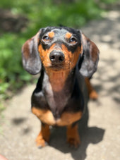 Oliver