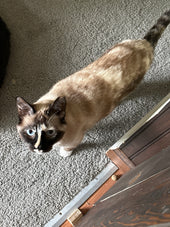 Bean