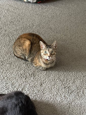 Lady