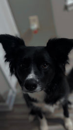 Koda 