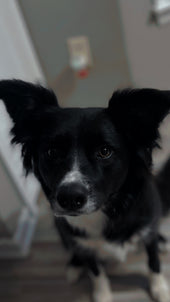 Koda 