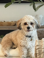 Bruno