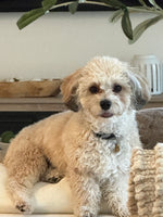 Bruno