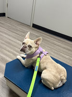 Veruca