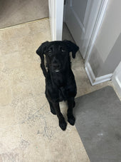 Bailee