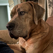 Atlas