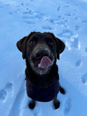 Dixie 