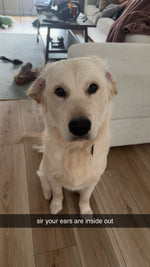 Archie