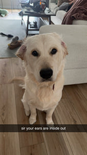 Archie