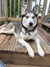 Kali