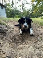 Echo