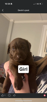 Suki 