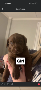 Suki 