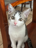 Gizmo