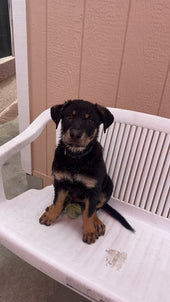 Bruno 