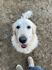 Sammy