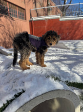 Tallulah (Tully)