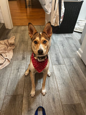 Nova