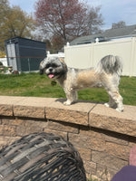 Stella