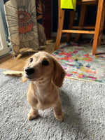 Daisie
