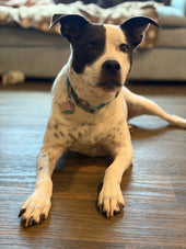 Stella