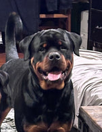 Odin Damien 