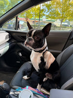 Rufus