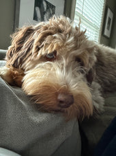 Bo