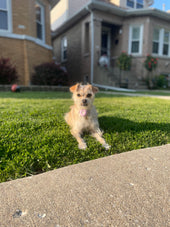 Frida